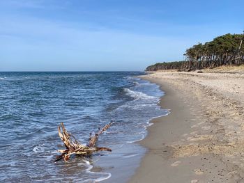 Driftwood on beach against sky