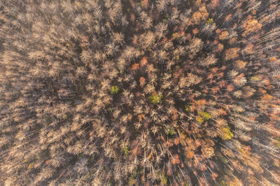 Full frame shot of plant