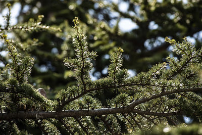 Low angle view of pine tree