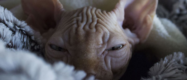 Portrait of sphynx hairless cat resting on rug at home