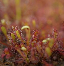 Close-up of wet plant