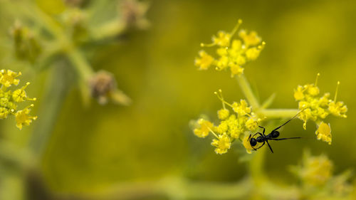 Closeup of a black ant feeding on a yellow flowering plant in the dobrogea steppe.