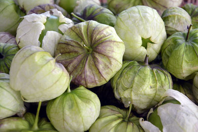 Freshly picked green tomatillos