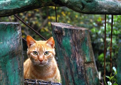 Portrait of a cat