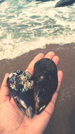 Close-up of hand holding leaf at beach