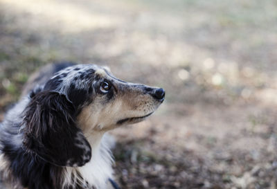 Long haired dapple dachshund in park