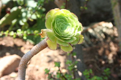 Close-up of green plant on field