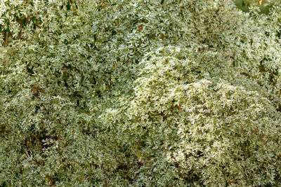 Full frame shot of lichen growing on land