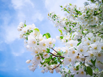 Close-up of cherry blossoms against sky