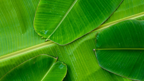 Full frame shot of green leaf