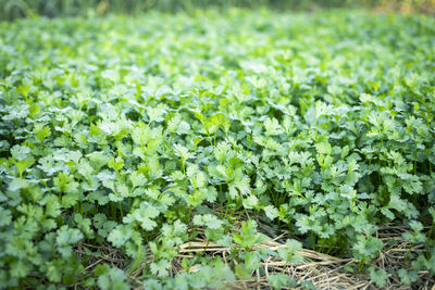 Full frame shot of plants