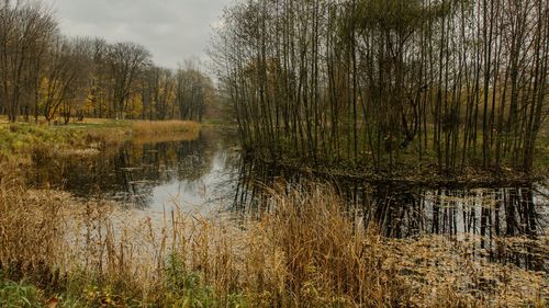 Scenic view of lake in forest against sky