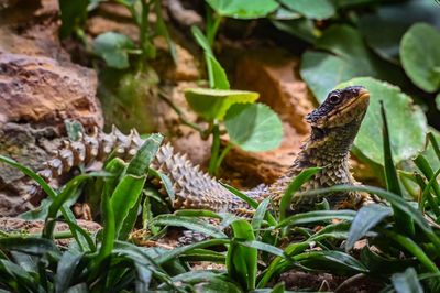 Close-up of lizard on plant