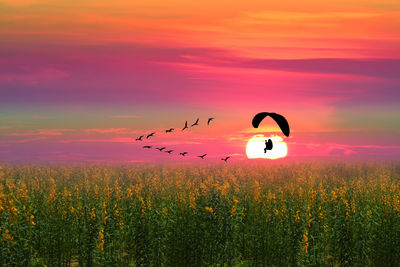 Scenic view of flower field against sky during sunset