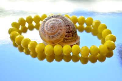 Close-up of snails