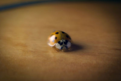 Close-up of ladybug on table