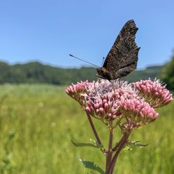 Close-up of butterfly pollinating on pink flower