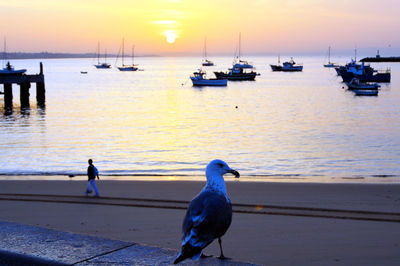 Seagull perching on a boat in sea during sunset
