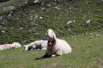 View of a dog relaxing on field