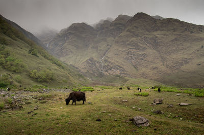 Cows grazing on rocky mountains against sky