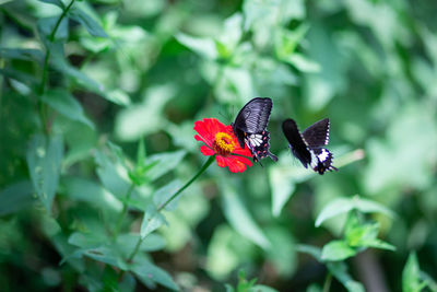 Butterfly on flower