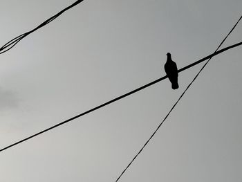 A dove on a power line on a cloudy day