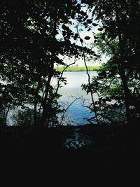 Reflection of trees in lake