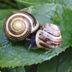 Close-up of snail