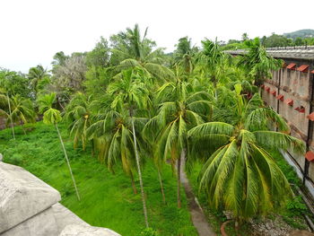 Scenic view of palm trees on field against sky