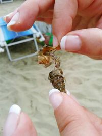 Close-up of person holding crab