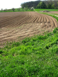 Scenic view of agricultural field