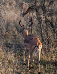 Deer standing on field