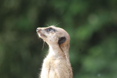 Close-up of an animal looking away - meerkat