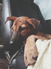 Close-up of a dog resting on seat at home
