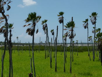 Palm trees on field against sky