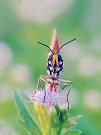 Close-up of butterfly pollinating on flower