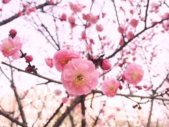 Low angle view of cherry blossom tree