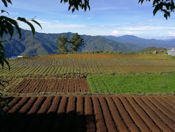 Scenic view of vineyard against sky