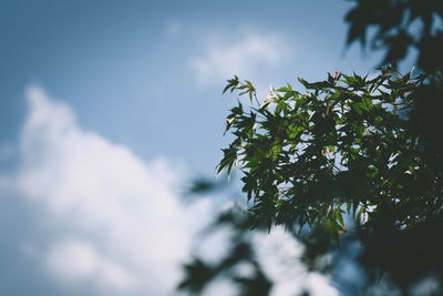 Low angle view of flowering plant against sky