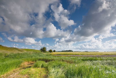 Scenic view of field against sky