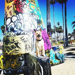 Portrait of dog sitting on tree