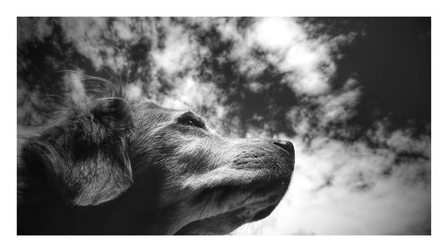 Close-up of dog against cloudy sky