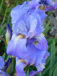 Close-up of purple flowering plant