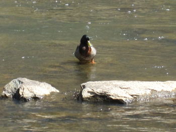 Ducks swimming on lake