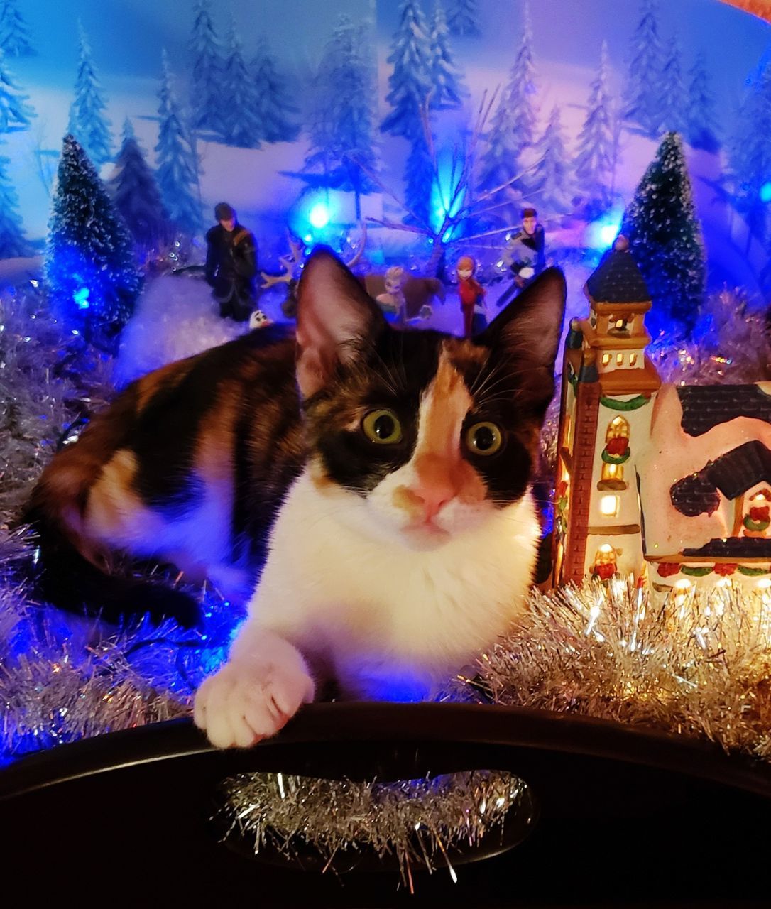 PORTRAIT OF CAT ON ILLUMINATED CHRISTMAS TREE AT HOME