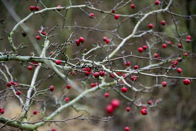 Close-up of berries growing on tree