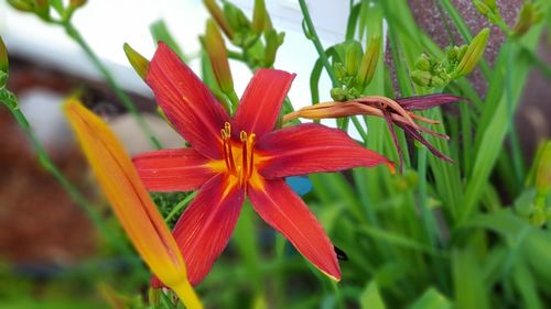 Close-up of red flowering plant