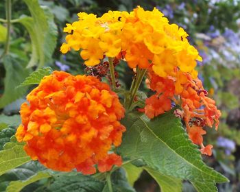 Close-up of fresh yellow flowers