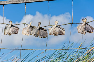 Low angle view of fishes drying on fence against sky