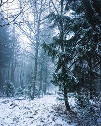 Trees in forest during winter